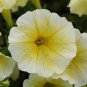 Genuine Heirloow Yellow Petunia Flower 400 Seeds
