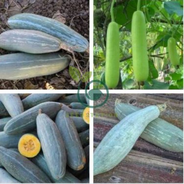 New Varietal China Pumpkin 16 Seeds