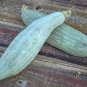 New Varietal China Pumpkin 16 Seeds