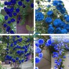Rarest Several Rose Shrub Seeding 100 Seeds