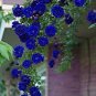 Rarest Several Rose Shrub Seeding 100 Seeds