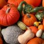 Mixed Doll Pumpkin Ornamental Vegetables Edible 20 Seeds