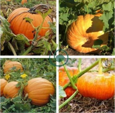 Rare Heirloom Red White Pumpkin 'Censer' 2 Seeds