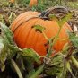 Rare Heirloom Red White Pumpkin 'Censer' 2 Seeds