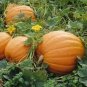 Rare Heirloom Red White Pumpkin 'Censer' 2 Seeds