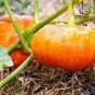 Rare Heirloom Red White Pumpkin 'Censer' 2 Seeds
