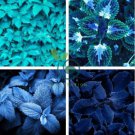 Plectranthus Coleus Seeds Bluish Blue Color 200 Seeds