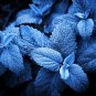 Plectranthus Coleus Seeds Bluish Blue Color 200 Seeds