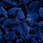 Plectranthus Coleus Seeds Bluish Blue Color 200 Seeds