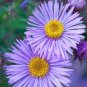 Callistephus Chinensis Purple China Aster 400 Seeds