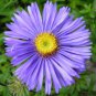 Callistephus Chinensis Purple China Aster 400 Seeds