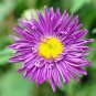 Callistephus Chinensis Purple China Aster 400 Seeds