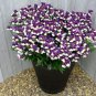 Pansy Dark Blue White Petals Flower 60 Seeds