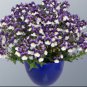 Pansy Dark Blue White Petals Flower 60 Seeds