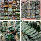 Haworthia truncata Rainbow Mixed of Bonsai Succulent 40 Seeds