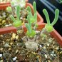 Green Dicrocaulon Ramulosum Green Succulent Plant 60 Seeds