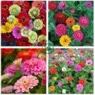 Mixed Colorful Zinna Elegans California Giant Flowers 100 Seeds