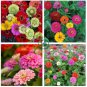 Mixed Colorful Zinna Elegans California Giant Flowers 100 Seeds