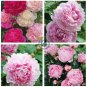 Peony Light Pink & Dark Red Flower 10 Seeds