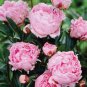 Peony Light Pink & Dark Red Flower 10 Seeds
