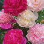 Peony Light Pink & Dark Red Flower 10 Seeds