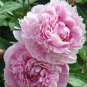 Peony Light Pink & Dark Red Flower 10 Seeds