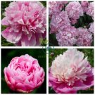 Light Purplish Pink Peony Flower  10 Seeds