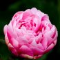 Light Purplish Pink Peony Flower 10 Seeds