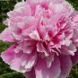 Light Purplish Pink Peony Flower 10 Seeds