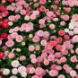 21 Types Bellis Perennis Flower 10 Seeds