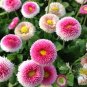 21 Types Bellis Perennis Flower 10 Seeds