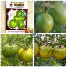 'Green Colorful' Indeterminate Tomato Organic  600 Seeds