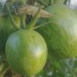 'Green Colorful' Indeterminate Tomato Organic 600 Seeds