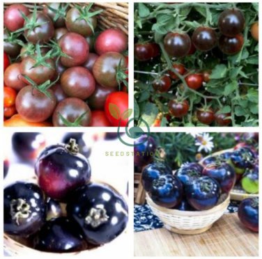 Giant Tomato Black Red Organic Fruit   600 Seeds