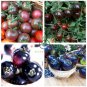 Giant Tomato Black Red Organic Fruit   600 Seeds