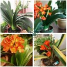 Clivia Miniata Bonsai Beautiful Rare Bush Kefir Lily Flower 200 Seeds