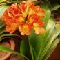 Clivia Miniata Bonsai Beautiful Rare Bush Kefir Lily Flower 200 Seeds