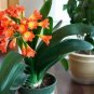 Clivia Miniata Bonsai Beautiful Rare Bush Kefir Lily Flower 200 Seeds