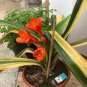 Clivia Miniata Bonsai Beautiful Rare Bush Kefir Lily Flower 200 Seeds