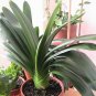 Clivia Miniata Bonsai Beautiful Rare Bush Kefir Lily Flower 200 Seeds