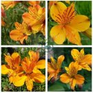 Colorful Lily 200 Seeds