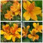 Colorful Lily 200 Seeds