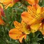 Colorful Lily 200 Seeds