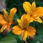 Colorful Lily 200 Seeds