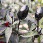 Hot Chilli Pepper Black Olive 40 Seeds