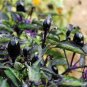 Hot Chilli Pepper Black Olive 40 Seeds