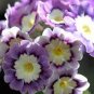 Primula Auricula Handsome Lass 30 Seeds