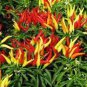 Heirloom Medusa Ornamental Pepper Capsicum annuum 40 Seeds