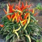 Heirloom Medusa Ornamental Pepper Capsicum annuum 40 Seeds
