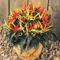Heirloom Medusa Ornamental Pepper Capsicum annuum 40 Seeds